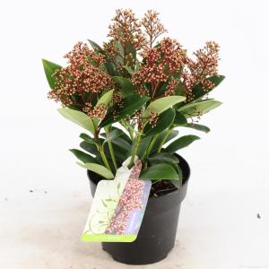 Skimmia (Skimmia Japonica “Bonfire”®) heester - 20+ (P13) - 8 stuks