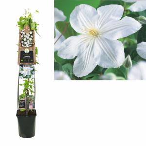 Afbeelding Witte bosrank (Clematis "Madame le Coultre") klimplant - 120 cm - 1 stuks door Tuinexpress.nl