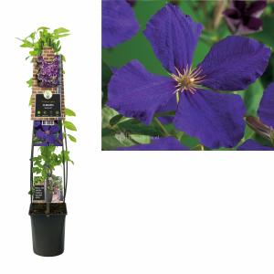 Afbeelding Paarse bosrank (Clematis "Jackmanii") klimplant - 120 cm - 1 stuks door Tuinexpress.nl