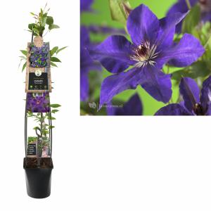 Afbeelding Paarse bosrank (Clematis "The President") klimplant - 120 cm - 1 stuks door Tuinexpress.nl