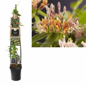 Afbeelding Roze kamperfoelie (Lonicera "Henryi") klimplant - 120 cm - 1 stuks door Tuinexpress.nl