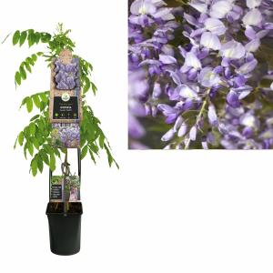 Afbeelding Blauweregen (Wisteria Sinensis "Prolific") klimplant - 120 cm - 1 stuks door Tuinexpress.nl