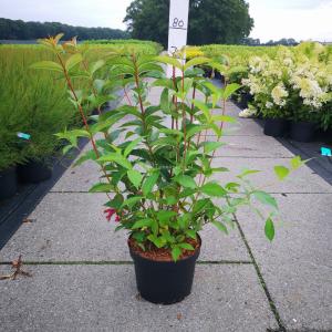 Weigela struik Bristol Ruby - 80 - 100 cm - 5 stuks