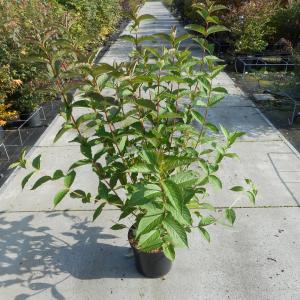 Weigela struik Bristol Ruby - 100 - 125 cm - 4 stuks