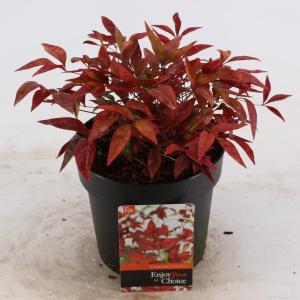 Hemelse bamboe (Nandina domestica “Fire Power”) heester - 25-30 cm - 6 stuks