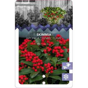 Skimmia (Skimmia Japonica “Olympic Flame”) heester - 20-25 cm (C2) - 6 stuks