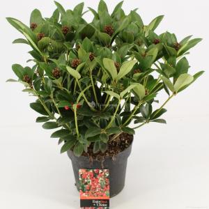 Skimmia (Skimmia Japonica “Olympic Flame”) heester - 30-40 cm (C3) - 7 stuks