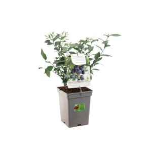 Afbeelding Bosbes (vaccinium corymbosum "Goldtraube") fruitplanten - In 5 liter pot - 1 stuks door Tuinexpress.nl