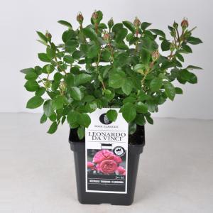 Trosroos (rosa "Leonardo da Vinci"®) - C5 - 1 stuks