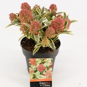 Skimmia (Skimmia Japonica “Magic Marlot”®) heester - 15-20 cm (P15) - 6 stuks