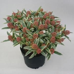 Skimmia (Skimmia Japonica “Magic Marlot”®) heester - 30-40 cm (C4.5) - 8 stuks