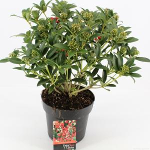 Skimmia (Skimmia Japonica “Red Riding Hood”) heester - 30-40 cm (C3) - 7 stuks