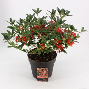 Skimmia (Skimmia Japonica “Red Riding Hood”) heester - 30-40 cm (C4.5) - 9 stuks