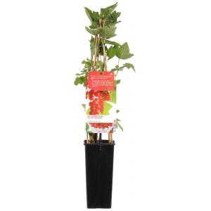 Afbeelding Rode bes (ribes rubrum "Jonkheer van Tets") fruitplanten - In 2 liter pot - 1 stuks door Tuinexpress.nl