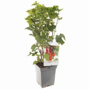 Rode bes (ribes rubrum "Jonkheer van Tets") fruitplanten - In 5 liter pot - 1 stuks