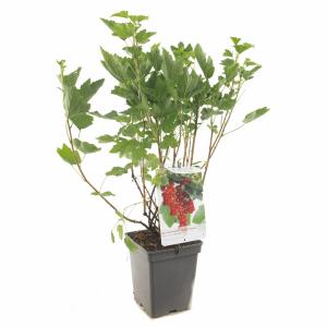 Rode bes (ribes rubrum "Rovada") fruitplanten - In 5 liter pot - 1 stuks