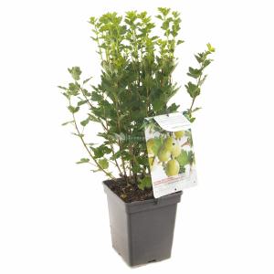 Groene kruisbes (ribes uva crispa "Hinnonmäki Grön") fruitplanten - In 5 liter pot - 1 stuks