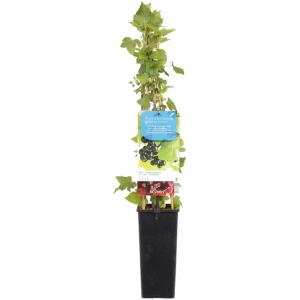 Afbeelding Zwarte bes (ribes nigrum) fruitplanten - In 2 liter pot - 1 stuks door Tuinexpress.nl