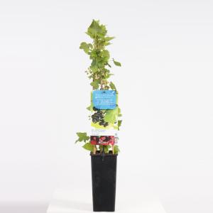 Afbeelding Zwarte bes (ribes nigrum) fruitplanten - In 2 liter pot - 1 stuks door Tuinexpress.nl