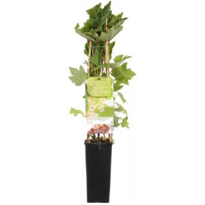 Witte bes aan een stok (Ribes Rubrum Witte Parel) 5 stuks