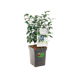 Afbeelding Bosbes (vaccinium corymbosum "Bluecrop") fruitplanten - In 5 liter pot - 1 stuks door Tuinexpress.nl