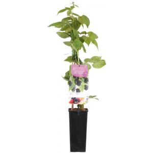 Afbeelding Braam (rubus fruticosus "Black Satin") fruitplanten door Tuinexpress.nl