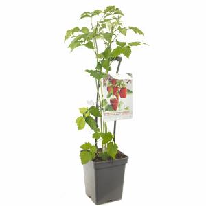 Herfstframboos (rubus idaeus "Autumn Bliss") fruitplanten - In 5 liter pot - 1 stuks