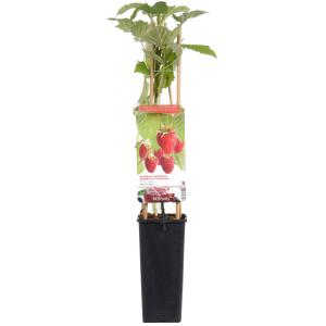 Afbeelding Zomerframboos (rubus idaeus "Glen Ample") fruitplanten - In 2 liter pot - 1 stuks door Tuinexpress.nl