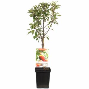 Afbeelding Appelboom Elstar (Malus Domestica "Elstar") fruitbomen - In 5 liter pot - 1 stuks door Tuinexpress.nl