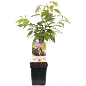 Afbeelding Kersenboom (prunus avium "Sunburst") fruitbomen - In 5 liter pot - 1 stuks door Tuinexpress.nl