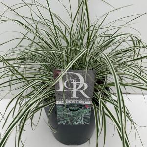 Zegge (Carex oshimensis Everest ) siergras In 5 liter pot 1 stuks