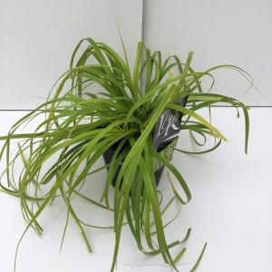 Zegge (Carex Everillo ) siergras