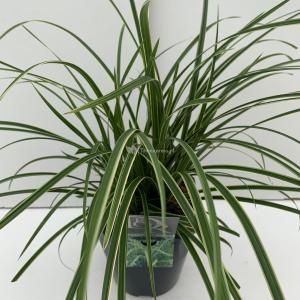 Zegge (Carex morrowii Ice Dance ) siergras In 5 liter pot 1 stuks