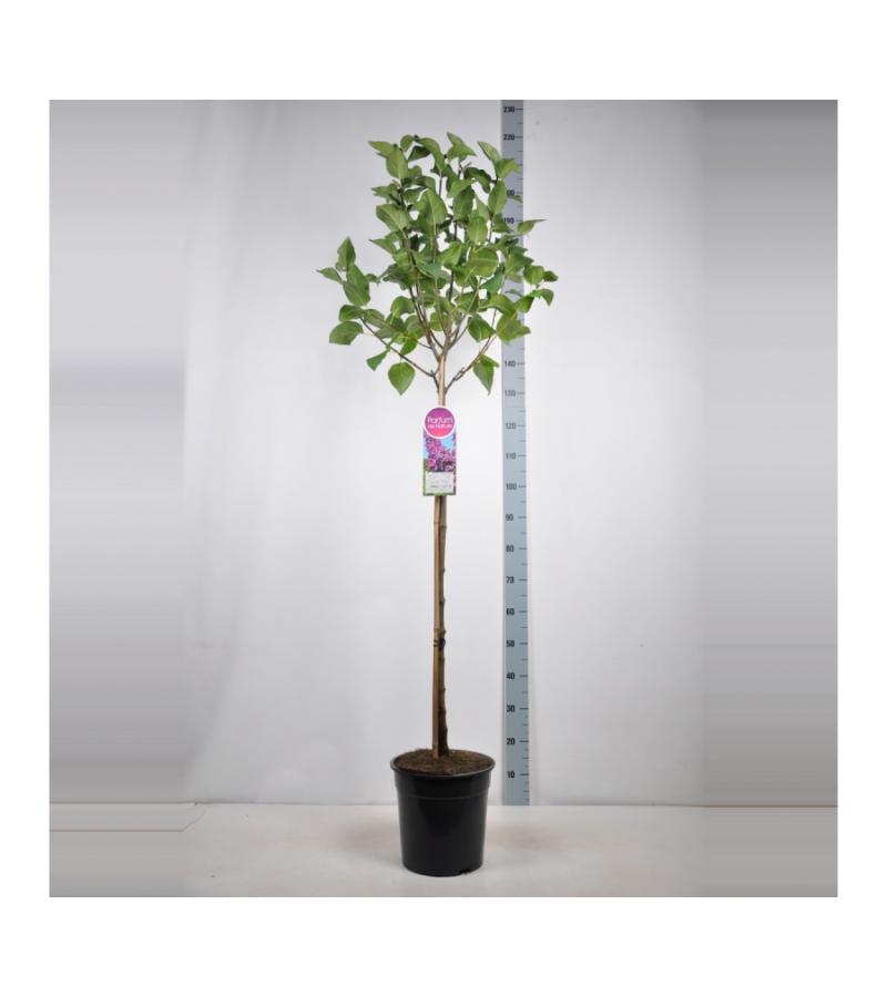 Sering op stam 85 cm (syringa vulgaris "Ludwig Späth") 