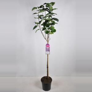 Sering op stam 85 cm (syringa vulgaris 