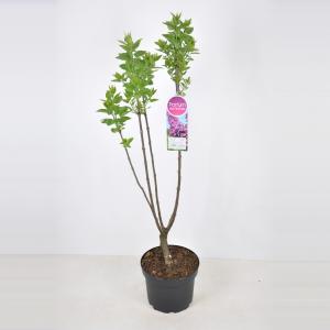 Sering (syringa vulgaris "Ludwig Späth") - 70-90 cm - 1 stuks