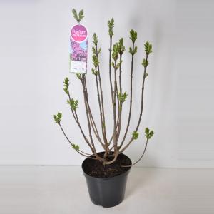 Sering (syringa vulgaris "Ludwig Späth") - 90-120 cm - 1 stuks