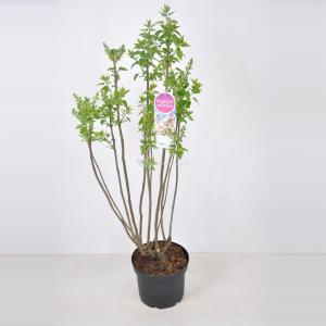 Sering (syringa vulgaris Beauty of Moscow) 70-90 cm 1 stuks