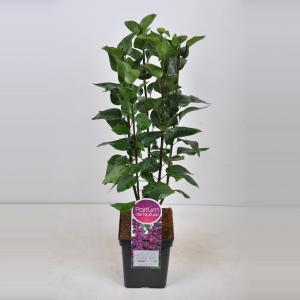 Sering (syringa vulgaris "Charles Joly") - 50-70 cm - 1 stuks