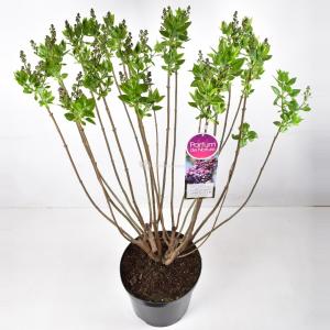 Sering (syringa vulgaris "Michel Buchner") - 90-120 cm - 1 stuks