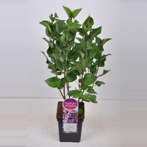 Sering (syringa vulgaris "Mme Antoine Buchner") - 50-70 cm - 1 stuks