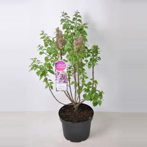 Sering (syringa vulgaris "Mme Antoine Buchner") - 80-100 cm - 1 stuks