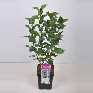 Sering (syringa vulgaris "Mme Lemoine") - 50-70 cm - 1 stuks