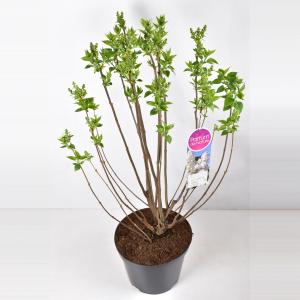 Sering (syringa vulgaris "Mme Lemoine") - 90-120 cm - 1 stuks