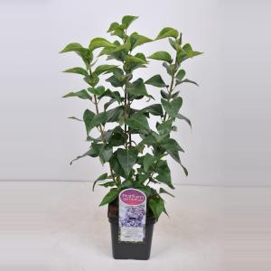 Sering (syringa vulgaris "Nadezhda") - 50-70 cm - 1 stuks