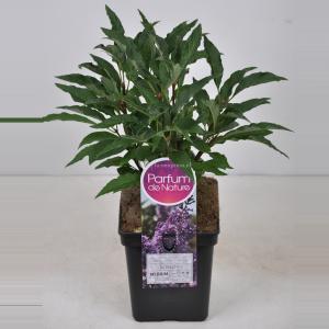 Sering (syringa villosae "Royalty") - 30-50 cm - 1 stuks