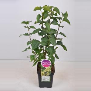 Sering (syringa vulgaris "Primrose") - 50-70 cm - 1 stuks