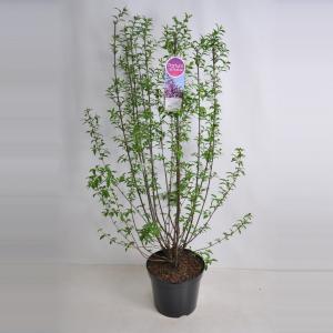 Sering (syringa chinensis "Saugeana") - 90-120 cm - 1 stuks