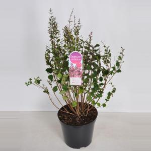 Dwergsering (syringa Bloomerang®"Pink Perfume") - 40-60 cm 3-jarig - 1 stuks