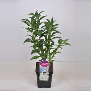 Sering (syringa villosae "Agnes Smith") - 30-50 cm - 1 stuks